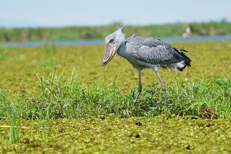 1/2 Mabamba Swamp Shoebill Tour 