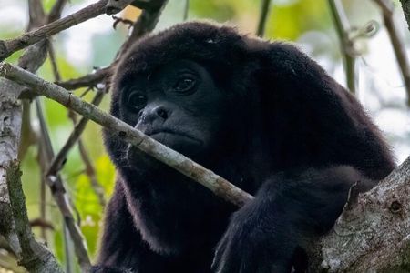 Day Trip Meet Howler Monkeys at Churute & Make Organic Chocolate