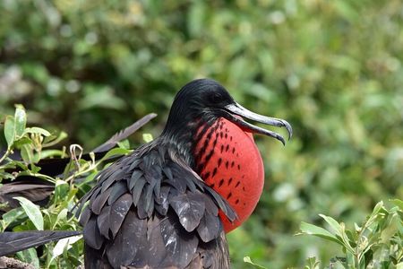 Full Day Tour Mangroves Dolphins and Birds from Guayaquil 