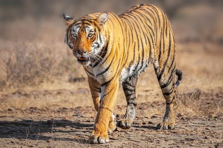 8 Day Delhi Agra Ranthambore Udaipur Jaipur Delhi Tour