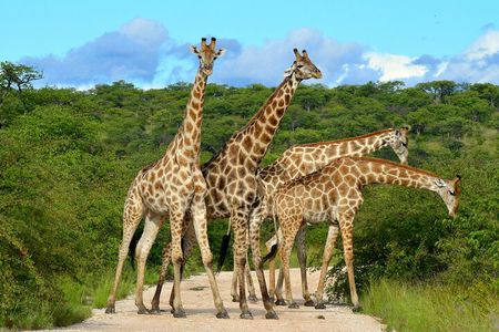  2 Day Budget Safari in Tarangire and Ngorongoro From Arusha