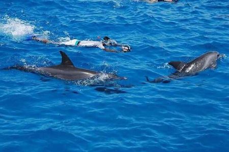 Full-Day Sea Trip with Dolphins and Snorkeling in Red Sea