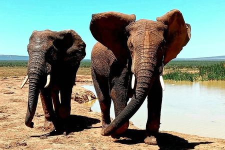 Addo Elephant National Park and Kragga Kamma Game Reserve. 