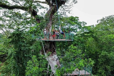 60m Tree Climbing Experience with Descent in Tarzan or Rapel