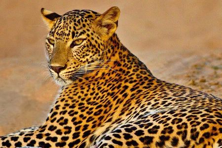 Kumana National Park Safari | from Arugam Bay