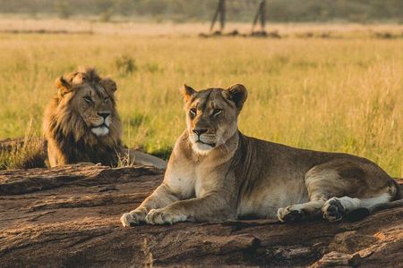 1 Day private Safari to Mikumi N park from Zanzibar by flight 