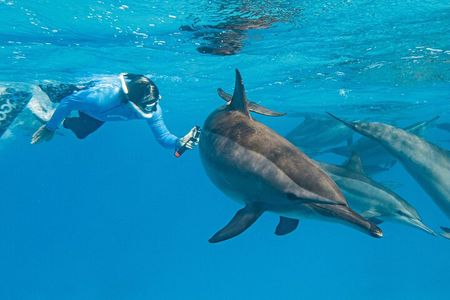 Dolphin House Samadai Reef Boat Snorkeling Trip from Marsa Alam