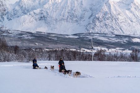 Husky Experience and Dog Sled Driving