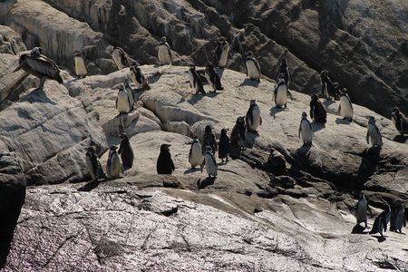 Private Nautical Tour Penguin Island, Cachagua, Valparaíso