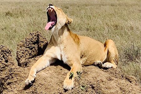 5-Day Tanzania Safaris (living Among lions-mid-range)