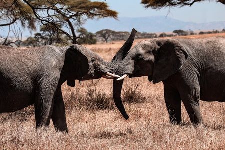 6 Days Enchanting Tanzania Safaris - Mid Range Safari