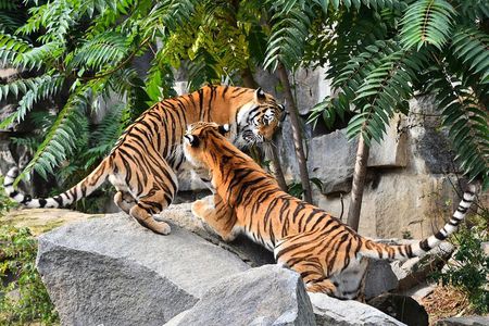 7 Day Golden Triangle Tour with Wildlife-Taj Mahal Tigers & Birds