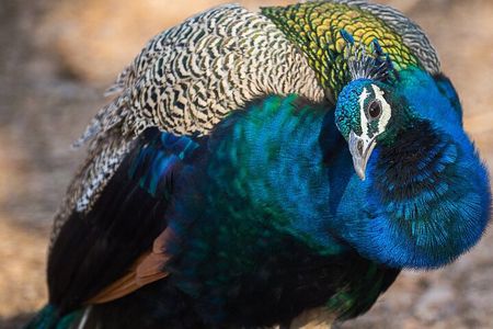 5 Day Golden Triangle Tour with Bharatpur Bird Sanctuary