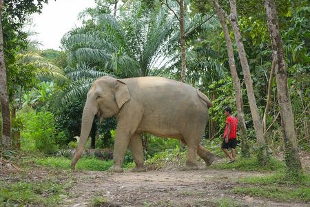 Khao Lak Elephant Sanctuary, Takua Pa Old Town & Food Tour