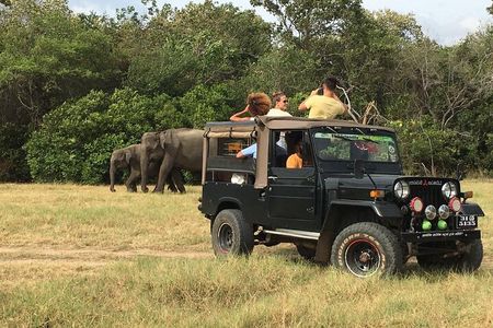 Day Tour from Colombo to Minneriya National Park Jeep Safari