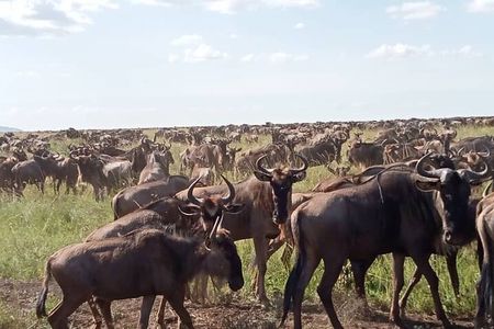  5 Days Classic Tarangire, Serengeti and Ngorongoro Crater Tour