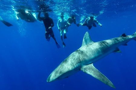 Swim with Sharks Cage-Free from Oahu