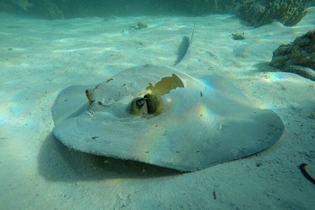 Snorkeling Adventure to Daymaniat Islands