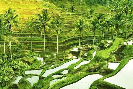The Beauty Of Ubud Private Day Tour