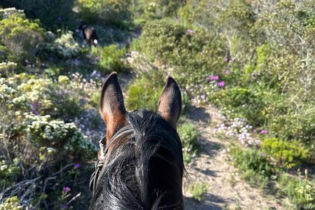 Half day Horse back safari