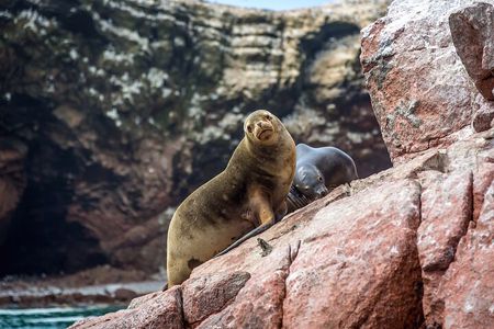 Nazca Lines and Paracas tour full day-organized from Lima