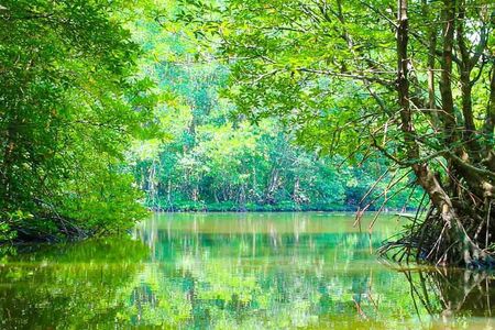 Can Gio Mangrove Forest 1 day tour