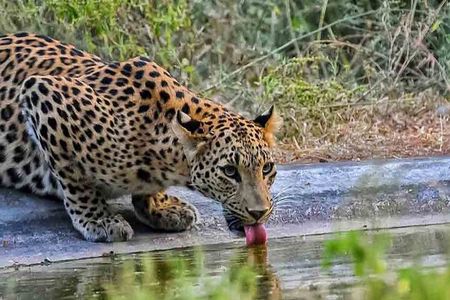 6-Days Private Luxury Golden Triangle Tour with Jhalana Safari