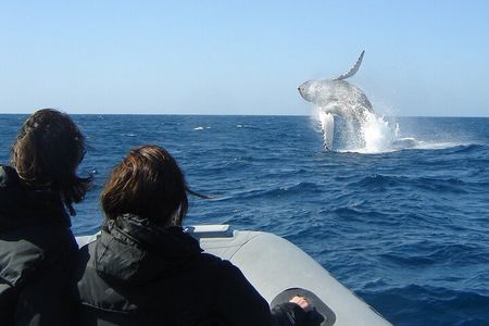 Whale and Dolphin Watching Experience in San Diego