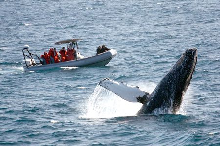 Whale and Dolphin Watching Experience in San Diego
