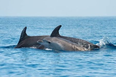 Dolphin Watching Boat Excursion to Figarolo Island from Olbia