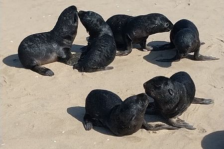 Sandwich Harbour Seals and Dune Tour