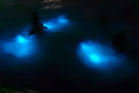 Luminous Lagoon Night Tour and Swim/Fire Dance from Montego Bay 