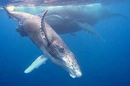 Eco-friendly Dolphin Watching Tour in Mauritius