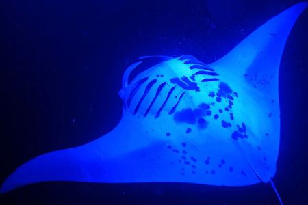 Manta Ray Night Snorkeling Adventure in Kailua-Kona
