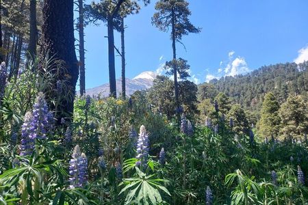 Hiking Tour on the Pico de Orizaba Volcano