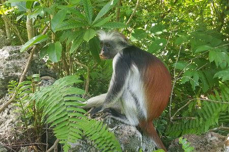 Jozani Forest, Kuza Cave, Paje Beach and The Rock Restaurant 