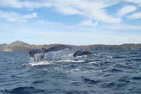 Whales Tour from La Paz