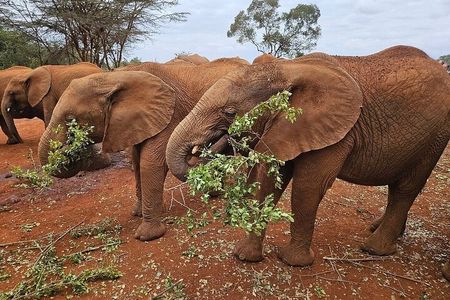 Nairobi National Park & Elephant Orphanage Day Tour 