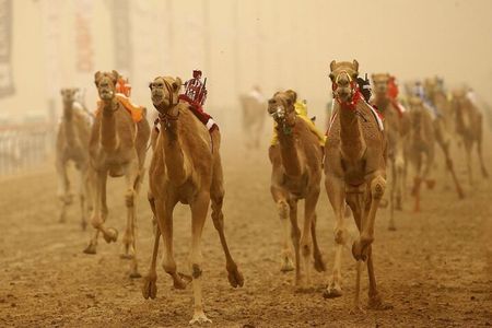 Doha, Qatar: Came Racing Track, Oryx & Sheikh Faisal Museum Tour.