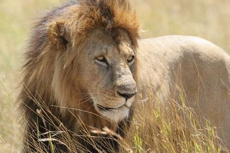 Half Day Guided Tour in Nairobi National Park With 4*4 Vehicle