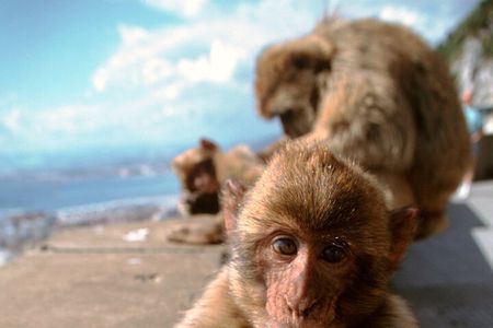 Port Rock Tour at Gibraltar