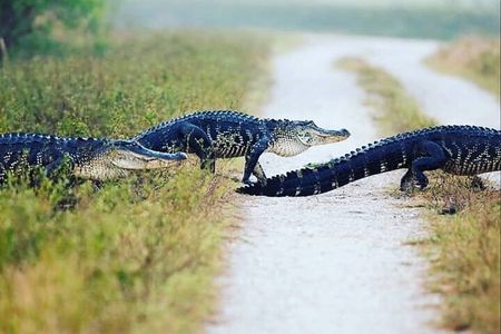 Private Everglades Tour: Explore the Beauty of the Everglades