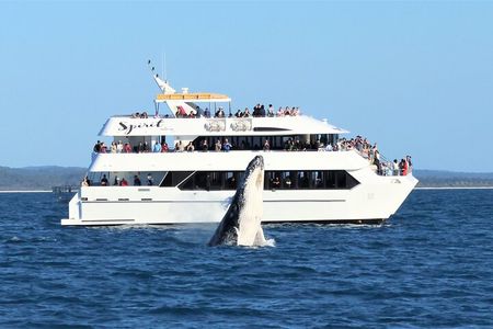 Spirit of Hervey Bay Whale Watching Cruise