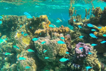 Half day lagoon safari tour in Bora Bora- Shared tour