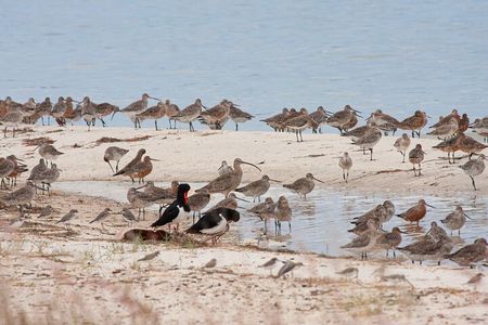 Full Day Birdlife Tour in Bribie Island