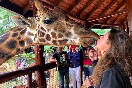 Private Tour to Giraffe Centre Adventure