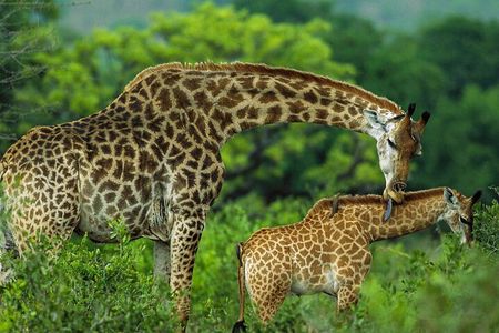 Day tour to Giraffe center and Karen Blixen Nairobi