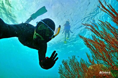 PRO-SNORKELING to Explore The Coral Jungle REEF (MAX 10 PAX)