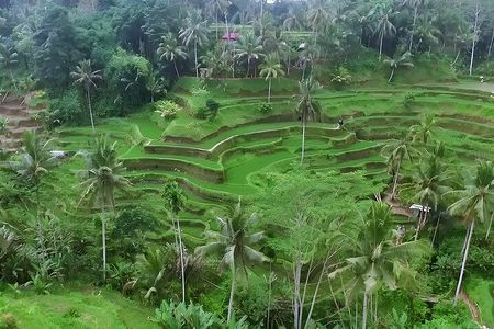 Private Half-Day Tour: The Best Ubud Half Day Trip Packages