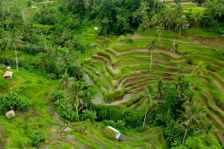 Private Half Day-Tour: Ubud Art Village Trip